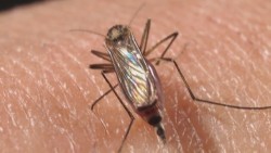 En Sinaloa se han registrado 60 casos de dengue