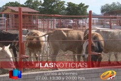 En buenas condiciones la ganadería