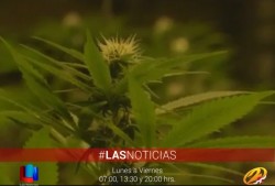 Avala Alcalde postura de Peña Nieto respecto al uso de marihuana