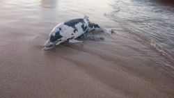 Aparece delfín muerto en playas de la avenida del mar.