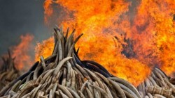 Declaran la guerra a cazadores furtivos en Kenia