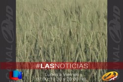 Nuevo director tiene el CIRNO