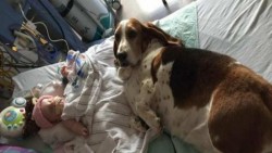 Perros cuidan a bebé hospitalizada hasta el último suspiro