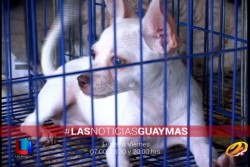 El Ayuntamiento de Guaymas no sacrifica perros callejeros: Lorenzo de Cima