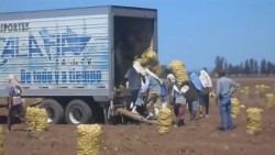Sin apoyos para erradicar la mano de obra infantil