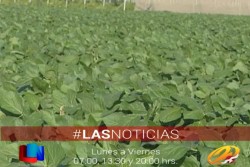 FIRA apoyará a productores para el soya