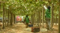 Están cosechando uva en el Valle del Yaqui