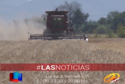 Productores del Valle del Yaqui buscan ingreso objetivo en trigo por más de 4 mil pesos hectárea