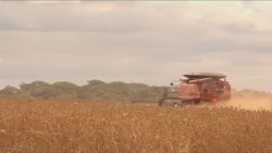 Los suelos agrícolas de Sinaloa están empobrecidos