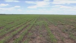 Regresa la siembra de soya a Sinaloa