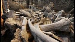 Recuperan restos de mamut de hace 13 mil años