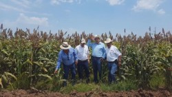 Verifican calidad de semilla de sorgo que ofrecerán a temporaleros