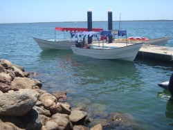 Dan a conocer muestra de ostión de la Bahia de Altata