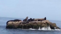 Liberan a "Luguer" en la roca tortuga.