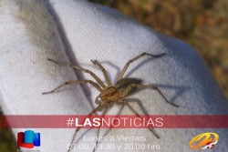 Aumentan picaduras por animales ponzoñosos