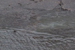 Fuga de aguas negras en la Colonia Rosales
