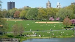 Mexicano conquista el sueño americano en NY