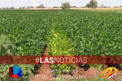 Podría afectarlos el calor