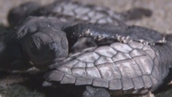 El tráfico ilegal de especies silvestres genera ganancias de 100 mmd anuales