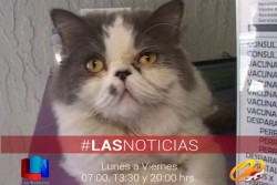 Exhortan a cuidar a las mascotas