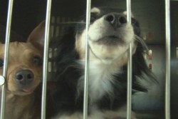 Alertan a dueños de mascotas para no tengan garrapatas