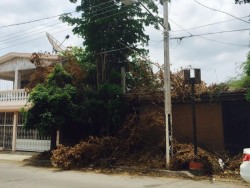 CFE corta ramas y las deja obstruyendo banqueta
