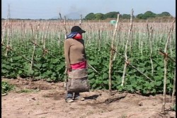 Niños siguen trabajando principalmente en el campo