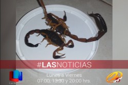 Los invaden los alacranes