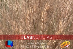 Piden a productores reservar semilla