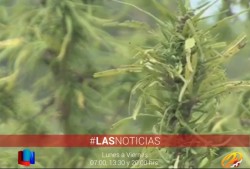 Celebra la aprobación de la marihuana para uso medicinal