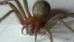 ¡Araña ataca a niño!, se encuentra delicado y necesita apoyo.