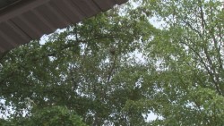 Inquieta panal de abejas dentro del jardín de niños Ines Arredondo en el sector Barrancos.
