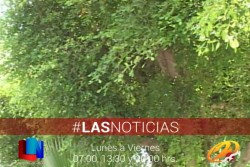 Ellos nos brindan oxígeno, nosotros a cuidarlos