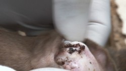 Inicia operativo contra garrapata café del perro