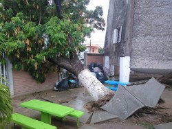 ¡Árbol tumba cables de luz y  barda perimetral de jardín de Niños!