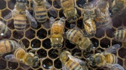 PC recibe hasta 200 llamadas diarias para retirar panales de abejas