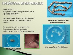 parásitos intestinales... viven dentro de ti