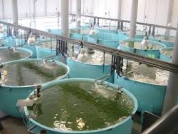 Esperan baja producción acuícola en 2016.