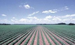 Llaman a productores a contratar seguro agrícola.