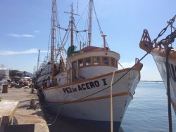 Esperan pescadores buen inicio de zafra, hay manchas de camarón.