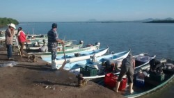 Inicia la zafra de camarón en el Huizache.