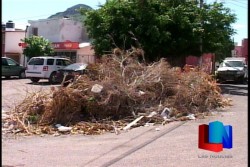 Urge recolectar basura