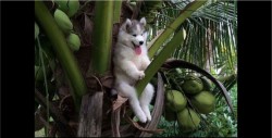 Perrito se atora en una palmera y Photoshop hace de las suyas