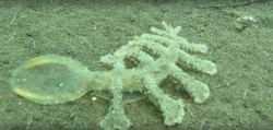 ¿Qué es esta bella y a la vez aterradora criatura oceánica que se expande?