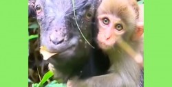 #Video Bebé mono abandonado ha sido adoptado por un rebaño de cabras