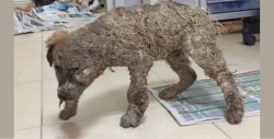 Fuerte video: Perro sobrevive a baño de pegamento y barro