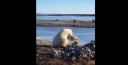 #Video Oso polar acaricia a un perro de trineo