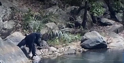 VIDEO: Captan a chimpancés haciendo lo inimaginable