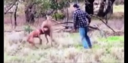 #Video Australiano golpea a un canguro que estaba ahorcando a un perro