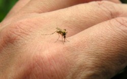 El frío es mortal para el mosco del dengue.